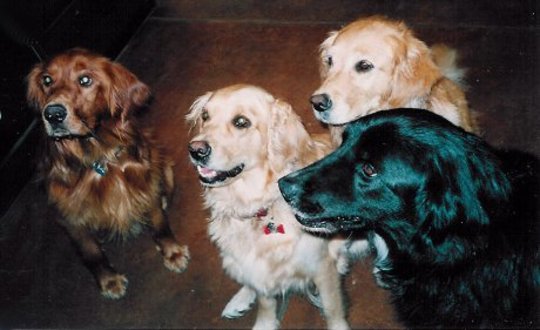 Dog Brains Process Human Speech In The Same Way We Do Dog Brains Process Human Speech In The Same Way We Do