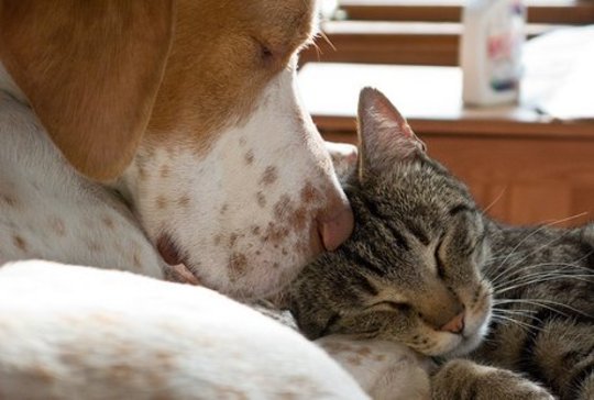 Can Dogs & Cats Live Together Peacefully & Happily? Can Dogs & Cats Live Together Peacefully & Happily?