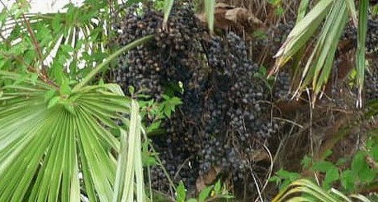 Saw Palmetto Berries: A Reproductive Tonic for Men Saw Palmetto Berries: A Reproductive Tonic for Men