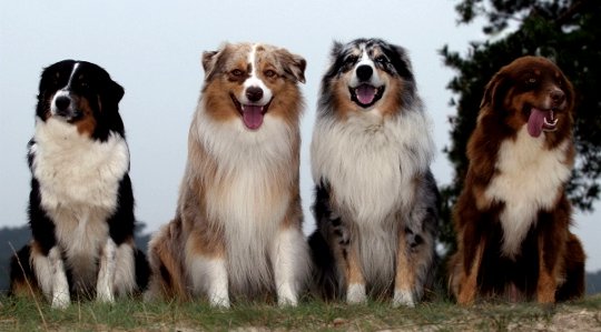 Animals Teach Us Spirituality and Heighten Our Capacity To Love and To Experience Joy Animals Teach Us Spirituality and Heighten Our Capacity To Love and To Experience Joy