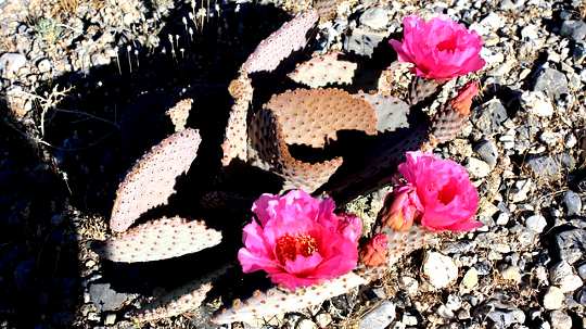 Death Is Part of Our Life Path and Brings Its Own Gifts Death Is Part of Our Life Path and Brings Its Own Gifts