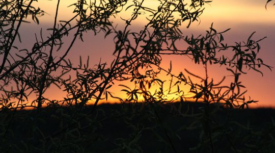 Miracles in Native Medicine Miracles in Native Medicine