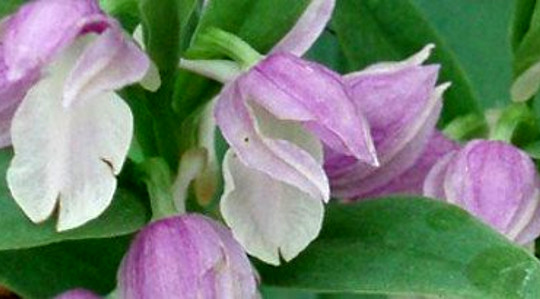 Planetary Healing: Living in Conscious Harmony with Nature Planetary Healing: Living in Conscious Harmony with Nature