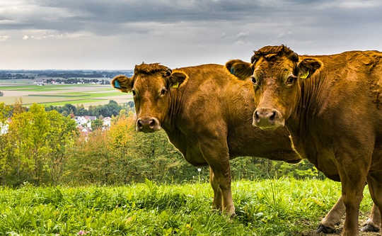 Could Climate Change Benefit Some Northeastern Farms?