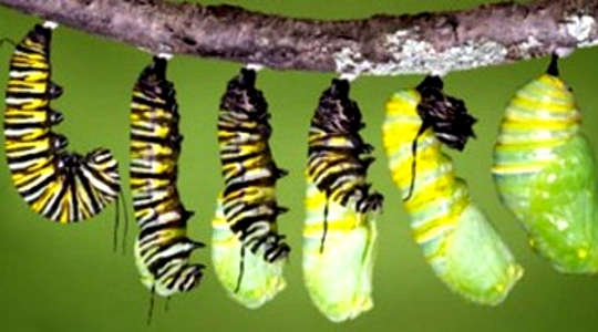 Your Personal Journey from Cocoon to Butterfly Your Personal Journey from Cocoon to Butterfly