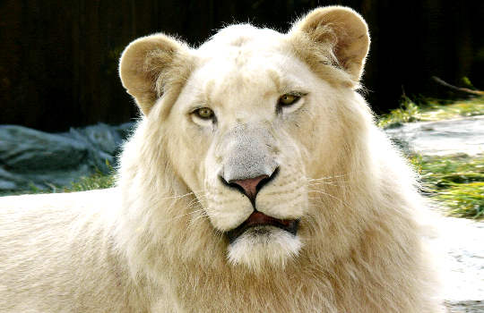 The White Lion of Ancient Zulu Prophecy: The Golden-Hearted Alchemist The White Lion of Ancient Zulu Prophecy: The Golden-Hearted Alchemist