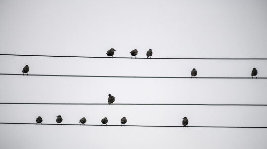 Why Birds On A Wire Act A Lot Like People In Line Why Birds On A Wire Act A Lot Like People In Line