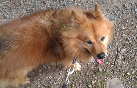 A Love Letter to You from Your Animal Companion A Love Letter to You from Your Animal Companion