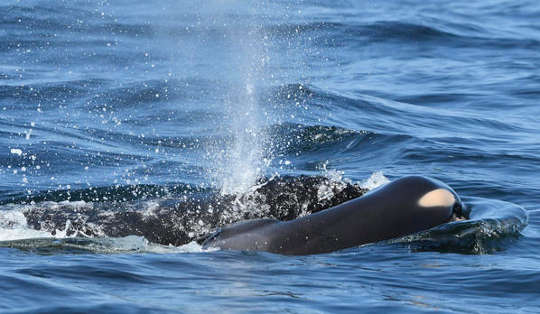 An Orca Mother Grieves: Tahlequah and her Calf An Orca Mother Grieves: Tahlequah and her Calf