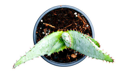 Aloe Has A Trick That Thirsty Crops Could Use Aloe Has A Trick That Thirsty Crops Could Use