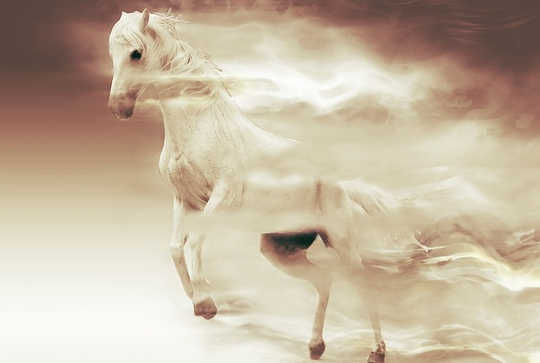 The Role of Animals in Our Lives The Role of Animals in Our Lives