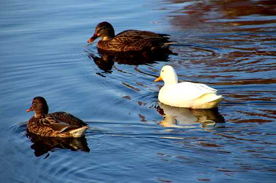 How We've Created Duality and Separation... And What To Do About It How We've Created Duality and Separation... And What To Do About It