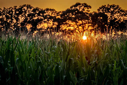 7 Ways To To Suck CO? Out Of The Atmosphere 7 Ways To To Suck CO? Out Of The Atmosphere