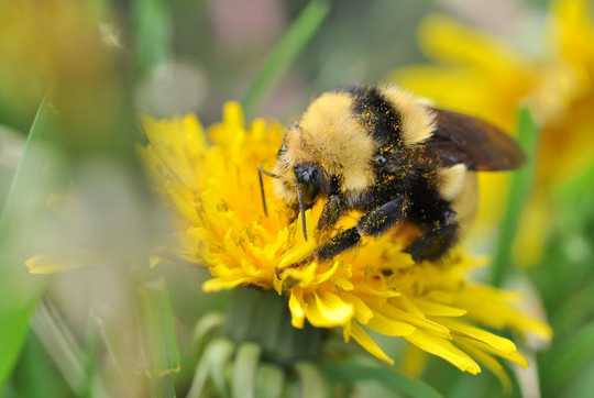 Spring Signals Female Bees To Lay The Next Generation Of Pollinators Spring Signals Female Bees To Lay The Next Generation Of Pollinators