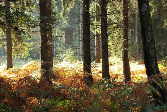 Just One Good Thing... and Another, and Another forest with ferns and light shining in the background