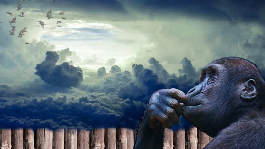 Stopping the Monkey Mind and Finding Calm and Inner Peace an ape appears to be reflecting; background of dark clouds