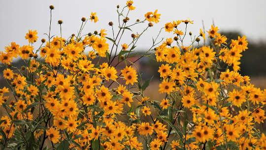 Letting Go Into the Healing Journey with Cell Level Meditation Letting Go Into the Healing Journey with Cell Level Meditation