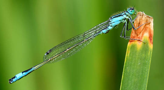 Spirit Touching Briefly into Form: Wisdom from a Damselfly Spirit Touching Briefly into Form: Wisdom from a Damselfly