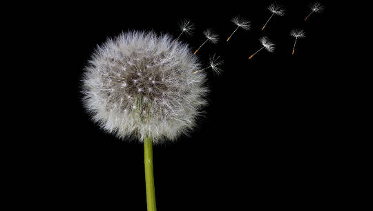 Generating Abundance by Thinking Abundantly dandelion flower in seed form releasing seeds in the air