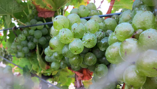 Some Australian wineries have gone carbon neutral.