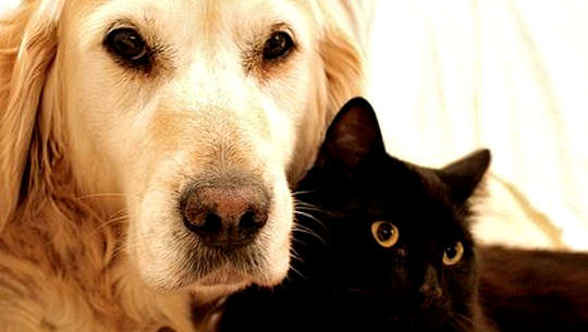 Gifts from Pets -- Through Life and Death a golden retriever and a black cat laying together