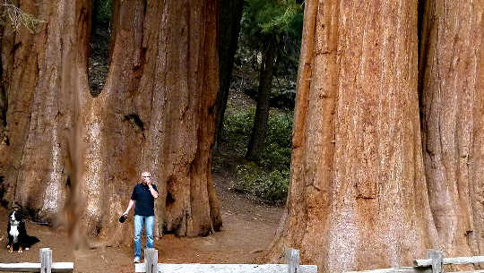 The Art of Constant Wonder man and dog in front of giant sequoia trees in California