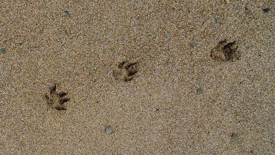 Grieving Our Animal Friends at the Holidays paw prints in the sand