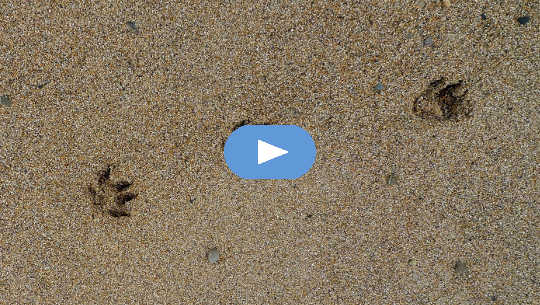 Grieving Our Animal Friends at the Holidays paw prints in the sand