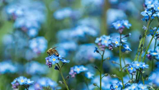 The Mystery Of The Blue Flower: Nature's Rare Colour Owes Its Existence To Bee Vision The Mystery Of The Blue Flower: Nature's Rare Colour Owes Its Existence To Bee Vision