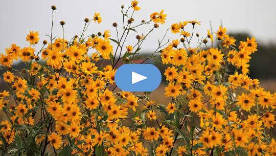 Letting Go Into the Healing Journey with Cell Level Meditation (Video) Letting Go Into the Healing Journey with Cell Level Meditation (Video)