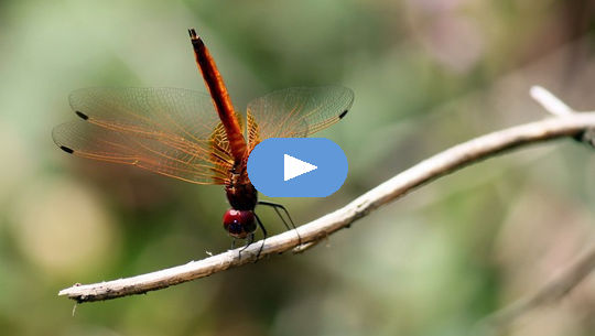Spirit Touching Briefly into Form: Wisdom from a Damselfly (Video) Spirit Touching Briefly into Form: Wisdom from a Damselfly (Video)