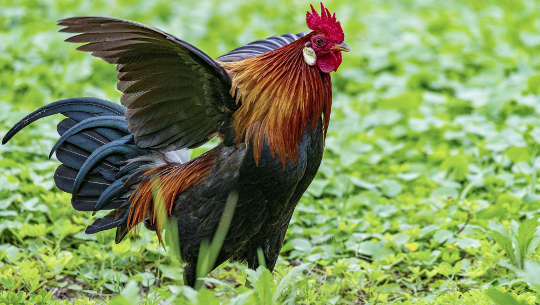 Unpacking the Man Box: How to Face Your “Stuff” rooster flapping his wings and "strutting his stuff"