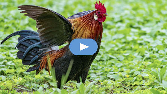 Unpacking the Man Box: How to Face Your “Stuff” rooster flapping his wings and "strutting his stuff"