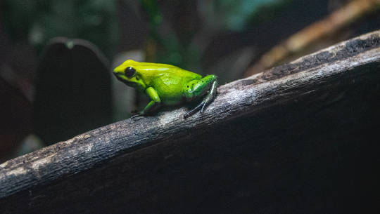 Playing with Metaphors to Help You With Transformation a green frog sitting on a branch
