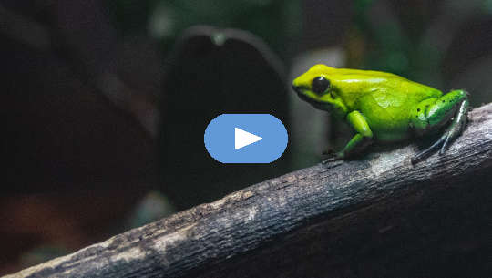 Playing with Metaphors to Help You With Transformation a green frog sitting on a branch
