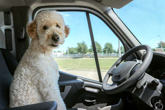 Today's Inspiration: December 27, 2022 a dog sitting in the driver's seat of a vehicle
