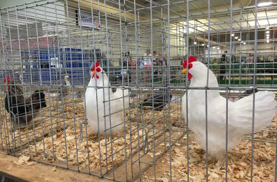 Bird Flu Is Killing Millions Of Chickens And Turkeys Across The US bird flu pandemic 3 8