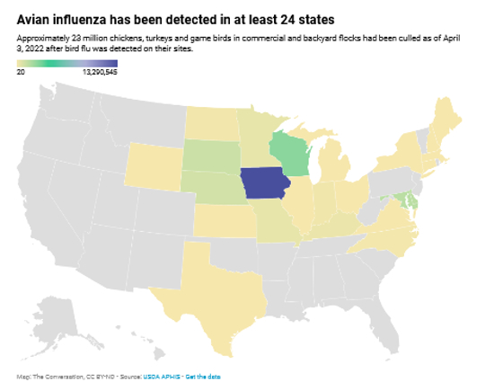 Bird Flu Is Killing Millions Of Chickens And Turkeys Across The US bird flu pandemic2 3 8