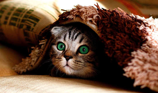 Why The US Debt Ceiling Debate Is Hocus Pocus Nonsense a wide-eyed cat hiding under a rug