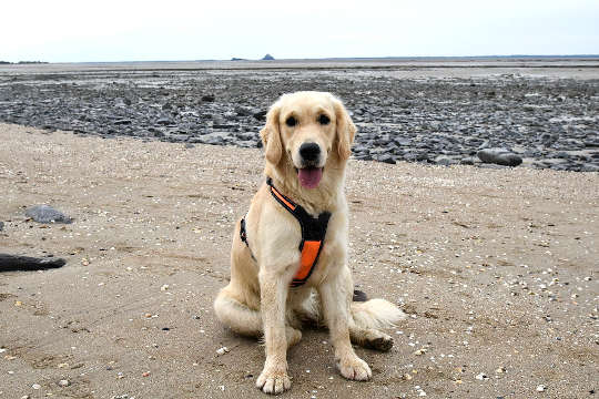 What and Who Are Animal Wayshowers? dog sitting on beach (a golden retriever)