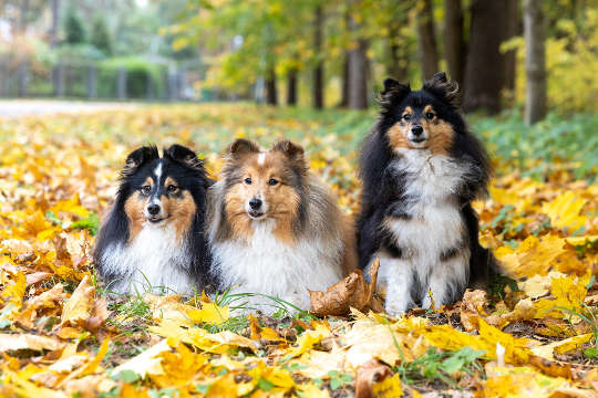 How to Be the Person Your Dog Needs and Respects three dogs sitting down out in nature
