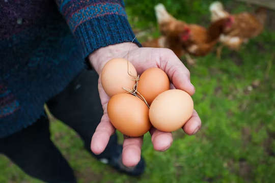 How Free-Range Eggs Sold Customers A Lie photo of an open hand holding some eggs