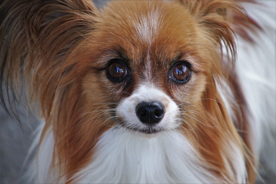Abundant Happiness and Vitality for You and Your Furry Guru pensive Papillon dog