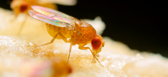 How Animals And Humans Perceive and React to Death fruit fly 6 16