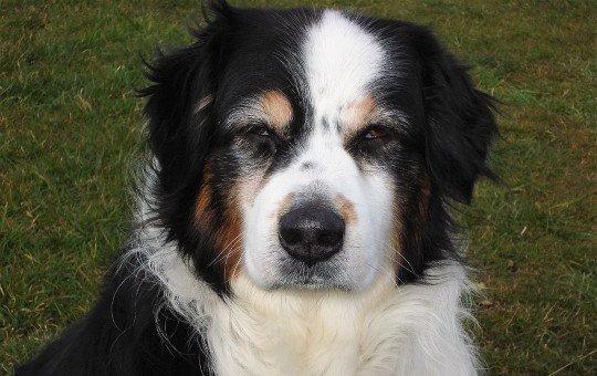 Sleep and Cognition in Your Aging Dog older dog 5 1