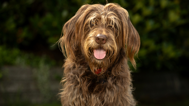 Enlightened Dog Training Principle: Silence is Golden shaggy labradoodle