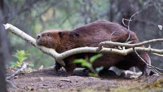 Leave It To Beavers: The Ecological Importance of Nature's Engineers beaver at work 7 29