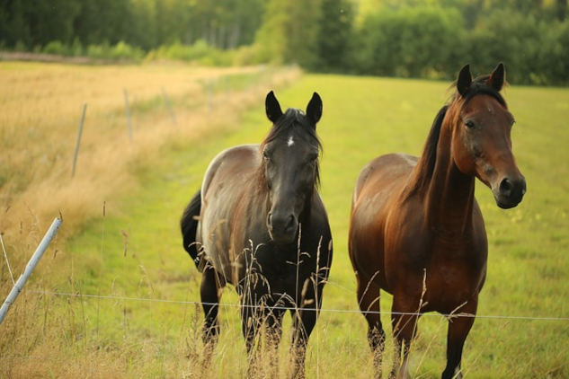 two horses in a pasture