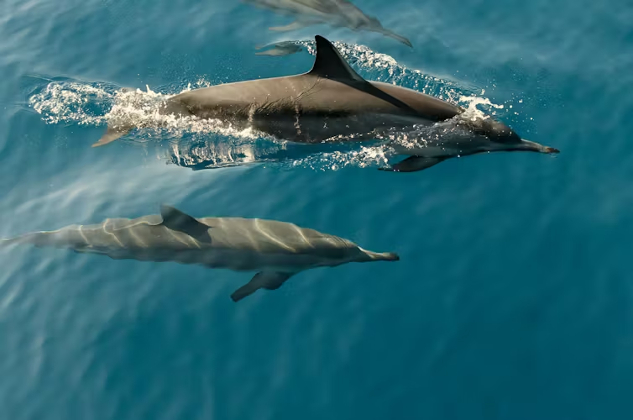Dolphins and Their Three ‘Super Senses’ dolphins swimming