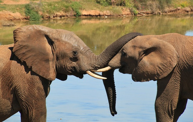 Making a Difference: Taking a Step Right Where You Are two elephants close up and trunks touching
